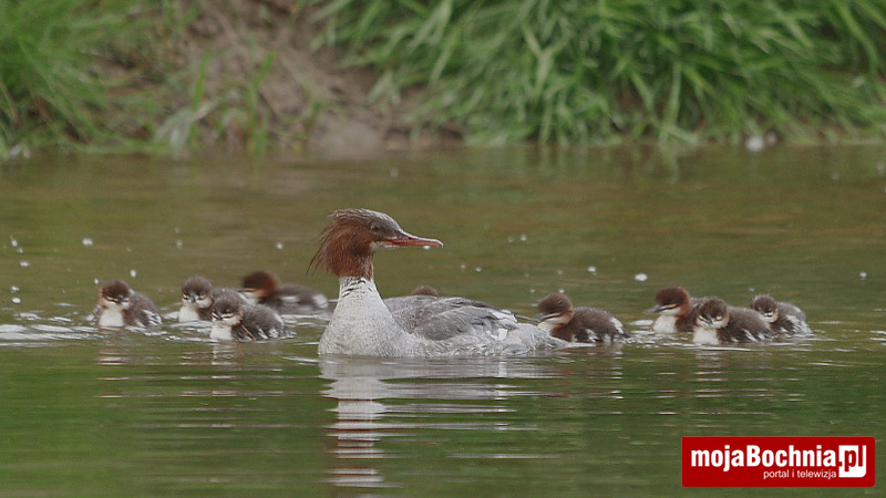 Tracz nurogęś z młodymi