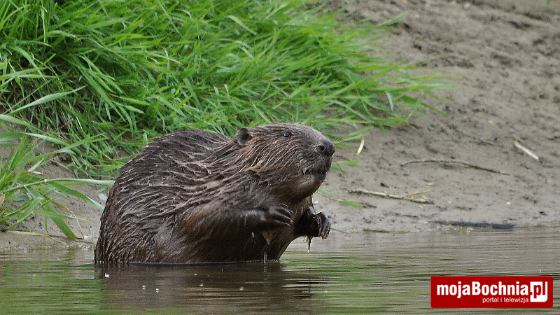 Bóbr nad Rabą