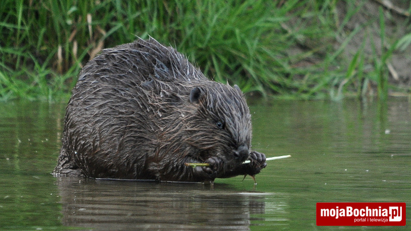 Bóbr nad Rabą