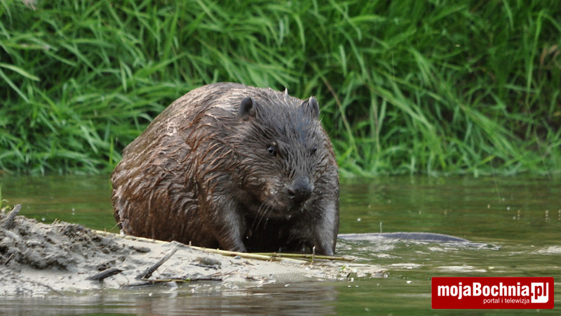 Bóbr nad Rabą