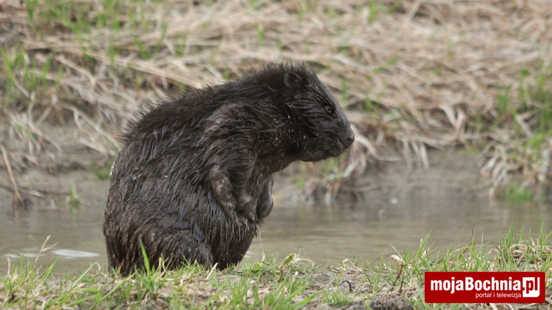 Bóbr nad Rabą