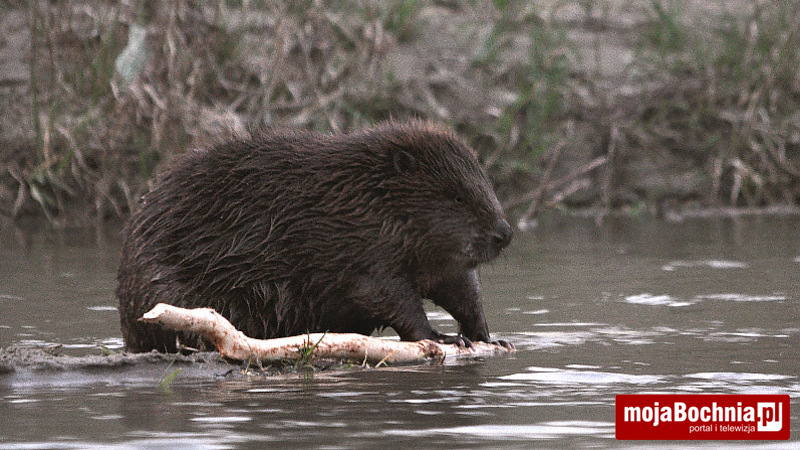 Bóbr nad Rabą