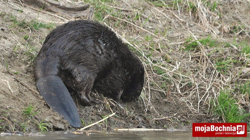 Bóbr nad Rabą