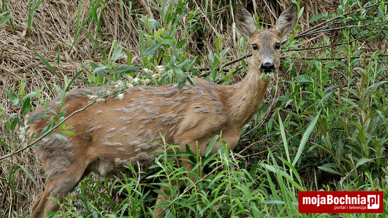 Sarna objada się pędami wierzby