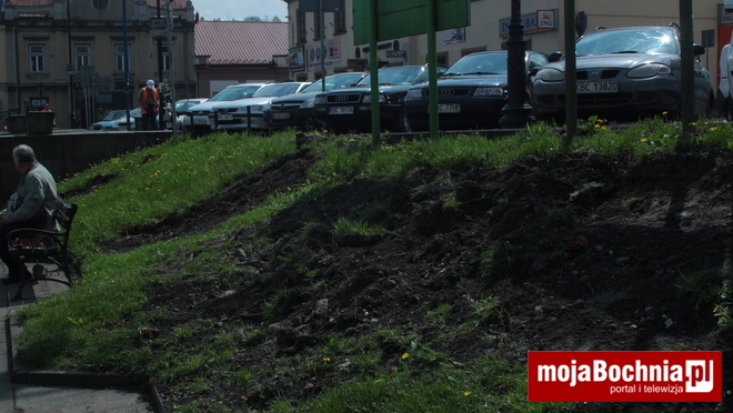 Wymiana zieleni na Rynku w Bochni