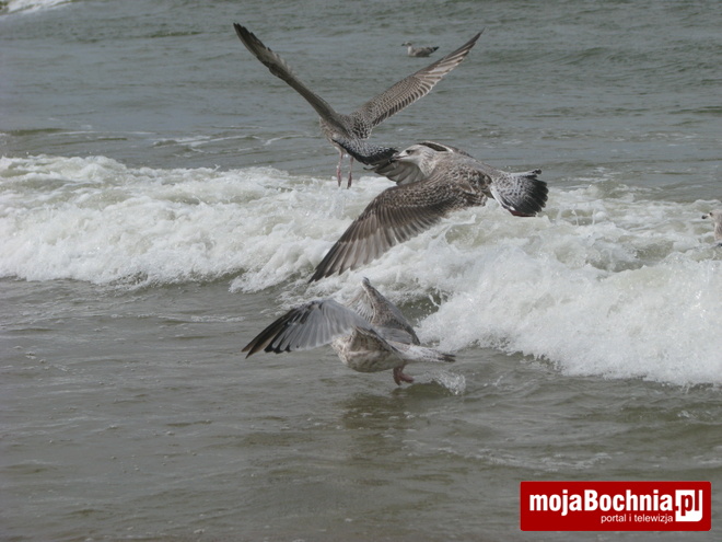 WTZ: dzięki aukcji podopieczni wyjechali nad Bałtyk