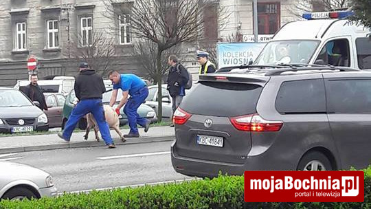 Świnia w centrum Bochni, 11 IV 2016